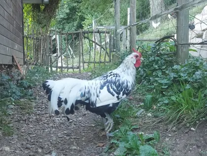 Bruteier von Hamburger (Fasanenhühner)