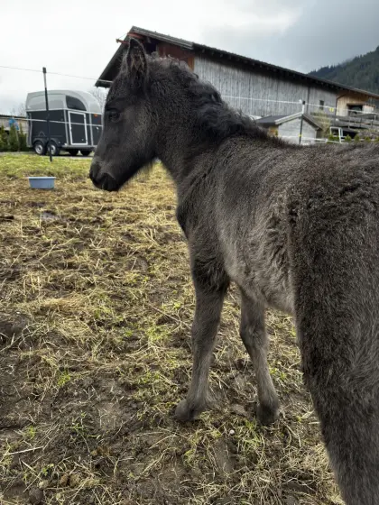 Isländer Fohlen
