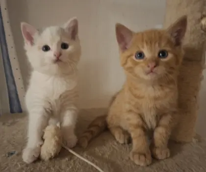 Katzenbabys Kätzchen