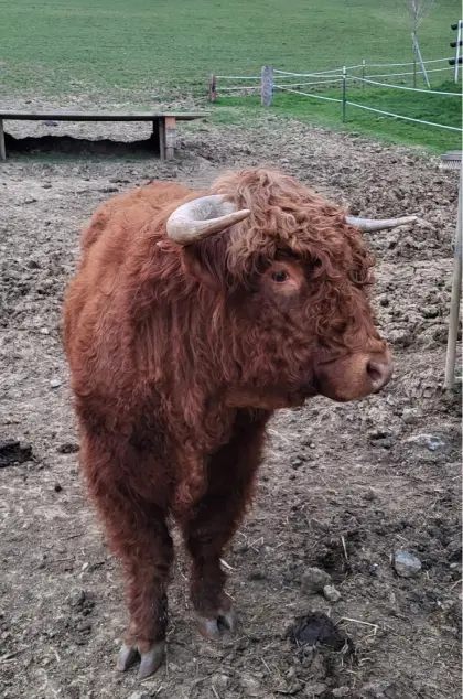 Hochlandrinder-Stier