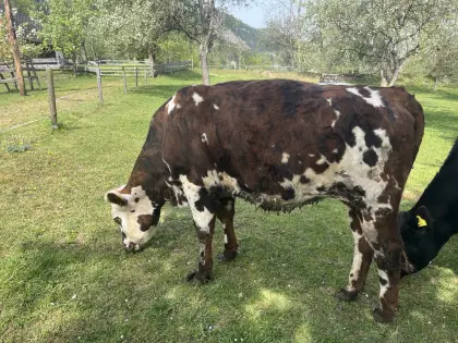 Normande Kalbin, Bio