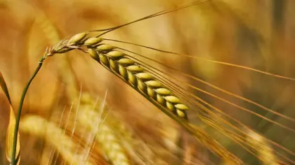 Wintergerste Ernte 2025