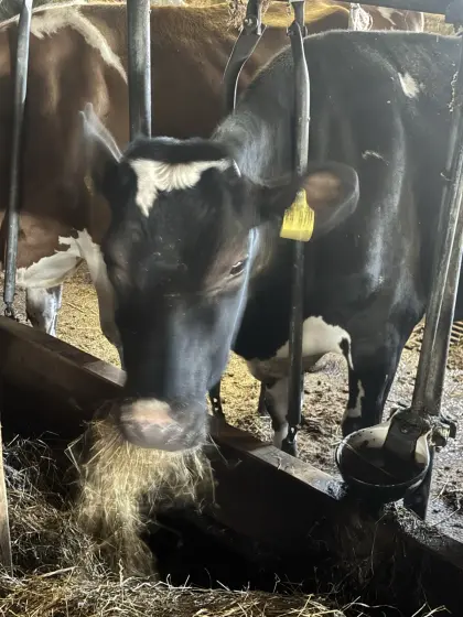 Milchkühe Schwarzbunt