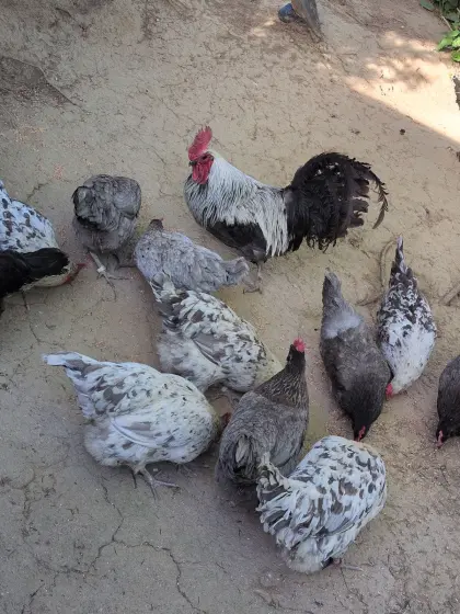 Silverudds Bla Bruteier und Küken auf Anfrage