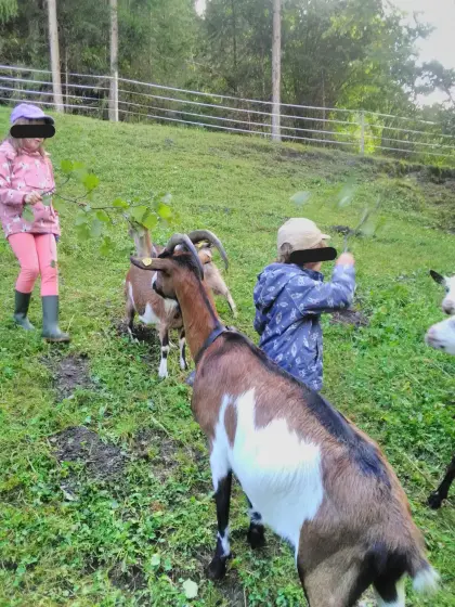 Tauernschecken-Ziege