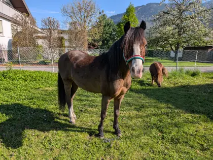 Wunderschöne Welsh-Cob-Mix-Stute zu verkaufen