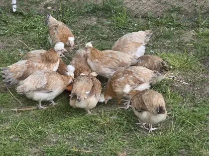 Sulmtaler Junghennen