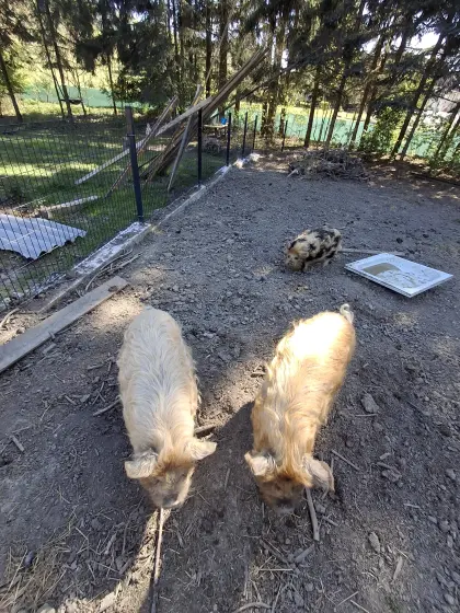 Kune Kune