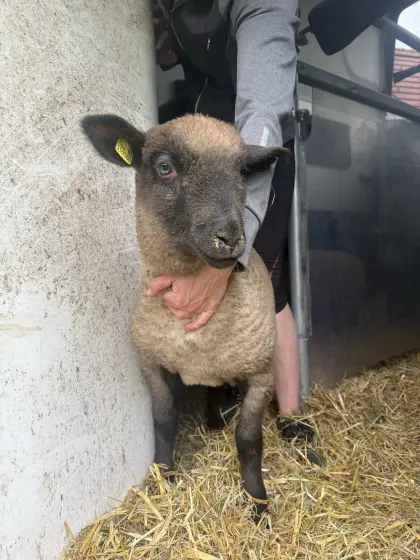 Shropshire-Schaf männlich