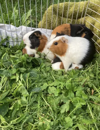 Junge Meerschweinchen