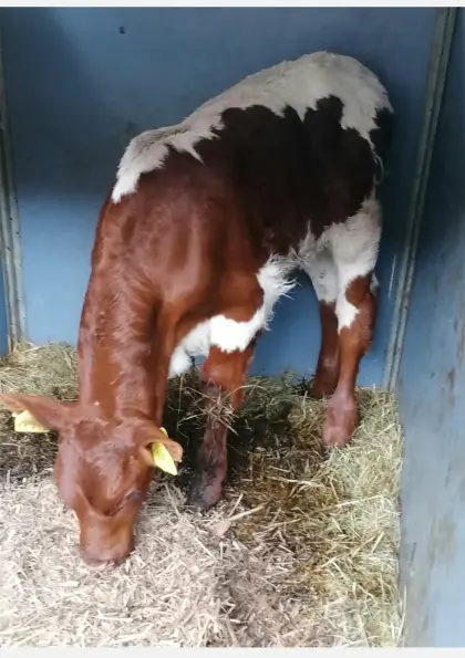 Pinzgauer Bullenkalb