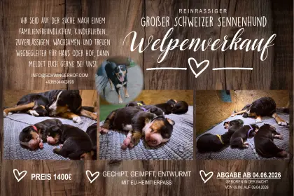Großer Schweizer Sennenhund