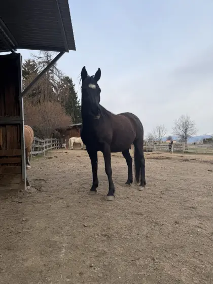 Tolle Araber Stute sucht ihren Herzensmenschen