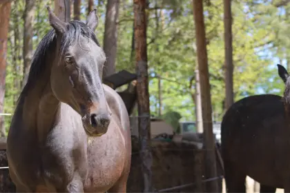 12-jährige Stute als Beisteller abzugeben
