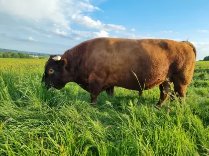 Dexter Zuchtbulle, Herdbuch A