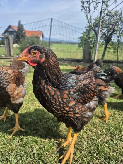 Wyandotten Junghähne