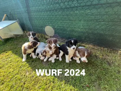 Border Collie Welpen