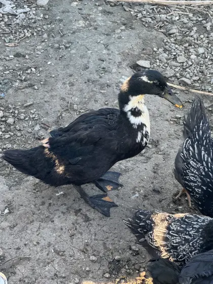 Laufentenbaby 6 Wochen abzugeben