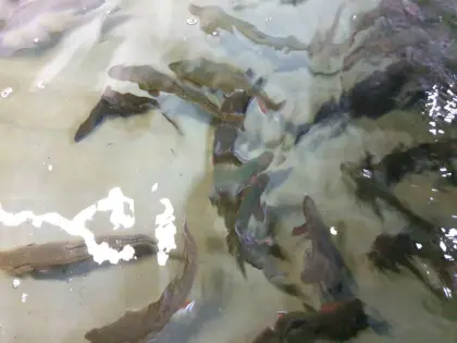 Forellen und Saibling aller Größen zu verkaufen.