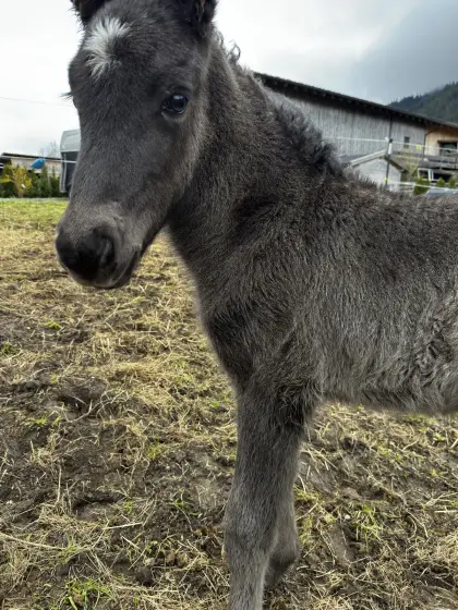Isländer Fohlen