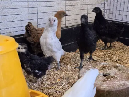 Dongxiang Lukedanji Hennen