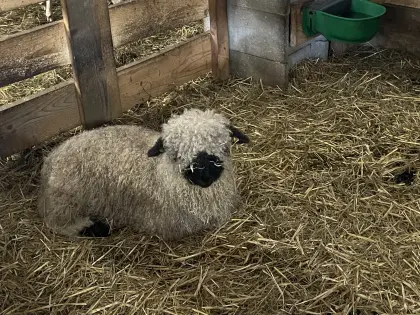 Walliser Schwarznasenschafe