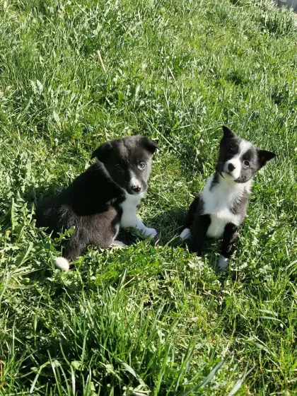 Border-Collie-Spitz-Mischlinge