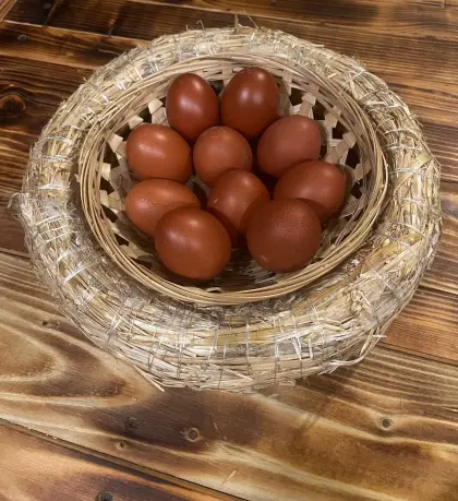 Bruteier Oliver aus Maran-Hennen, Silverudds Blå-Hähne