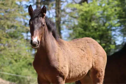 Fohlen und Jährlinge