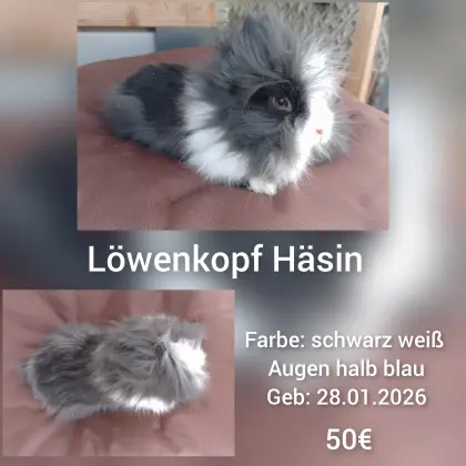 Zwerghasen, Teddyzwerge - Löwenkopf