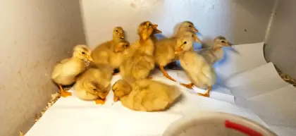 Küken der reinrassigen Sachsenenten ab Anfang Mai