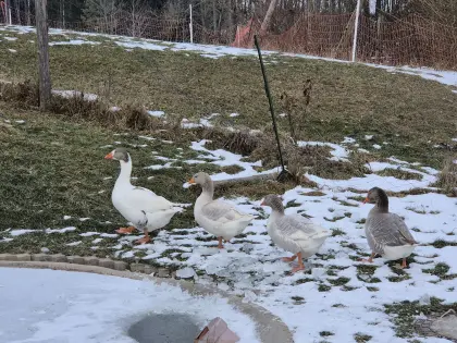 Verkaufe Gänse