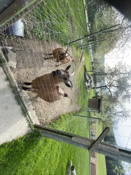 Verkaufe 2 Mini Zwergziegen