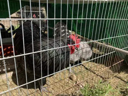 Australorps Hahn reinr.