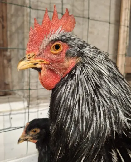 Rassegeflügel, Geflügel, Hähne, Hühner, Hahn, Huhn, Barnevelder