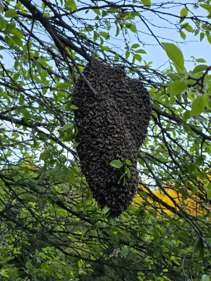 Bienenschwarm