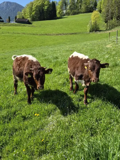 Pinzgauer Jungrinder