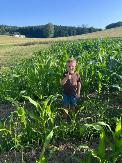 Bio-Mais zu verkaufen