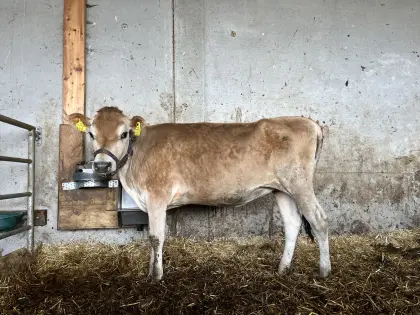 Verkaufe Jersey-Kälber