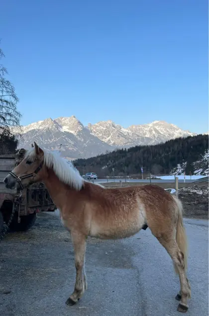 Haflinger Jährling