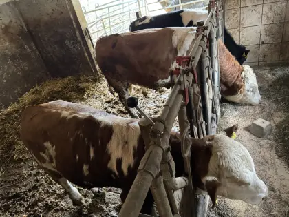 Trächtige Kalbinnen