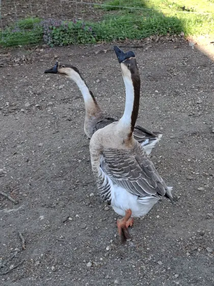 Höckergänse