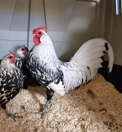 Hamburger Silberlack