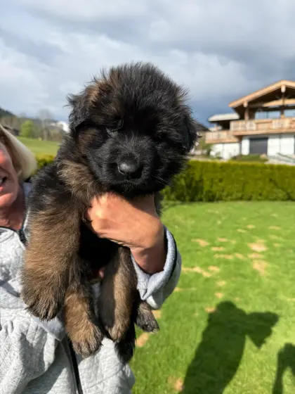 Deutsche Schäferhundewelpen - Langstockhaar