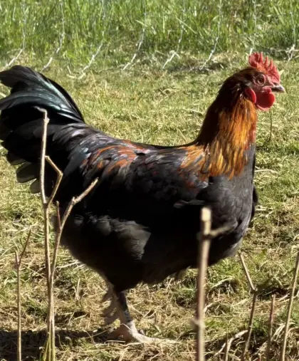 Olivleger Hahn (Kreuzung Maran x Grünleger)