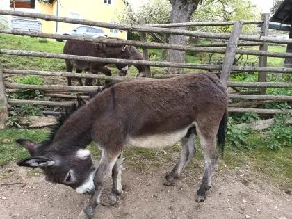 Eselhengst Lorenz sucht ein neues Zuhause
