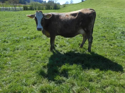 1 Bio Jungkuh BVxFV ca. 24 l MB 3,0 l/m hornlos weidegewohnt