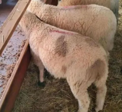 Kaufe das ganze Jahr Lämmer und Altschafe