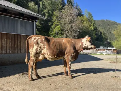 Normande Jungkuh, Erstlingskuh