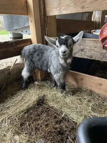 Blobe Ziege, Bock, Kitz